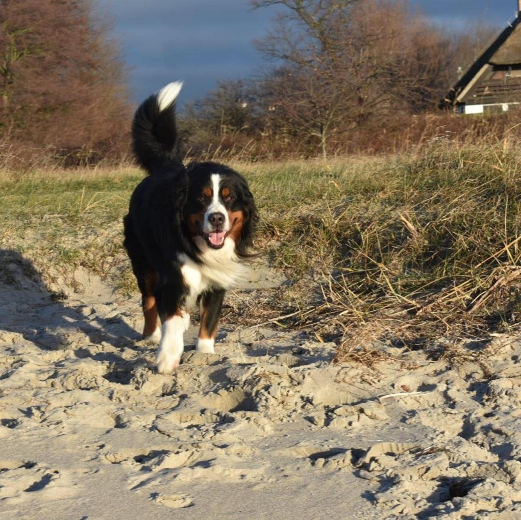 Ferienwohnung Chihuahua Thiessow Buitenkant foto